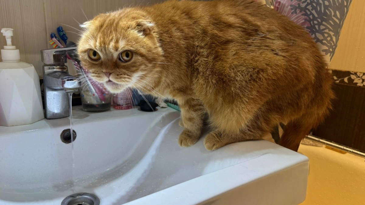 Как ведут себя кошки перед смертью - запомните раз и навсегда