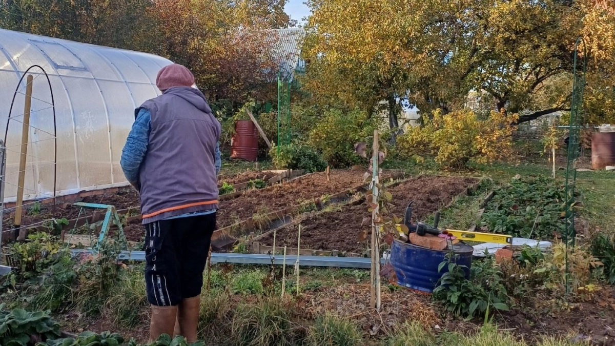 В апреле на яблони - обязательно: обвязываю стволы лентой - и муравьи вместе с тлей сбегают в ужасе