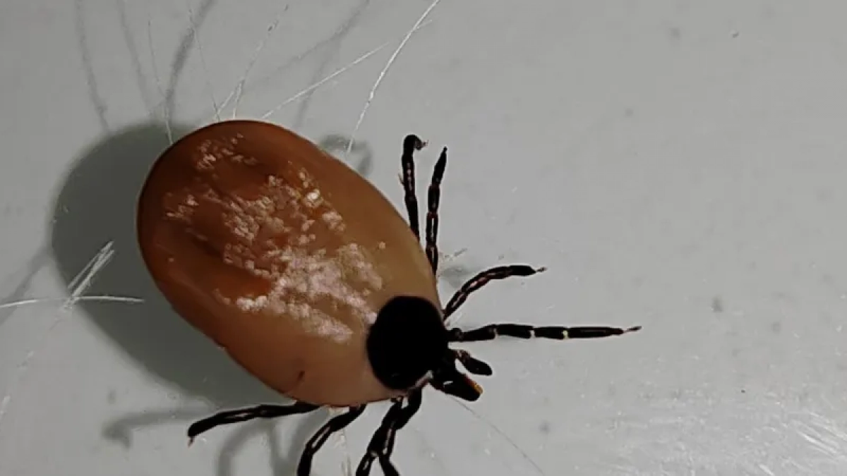 Роспотребнадзор рассказал, как защитить детей от клещей во время прогулок