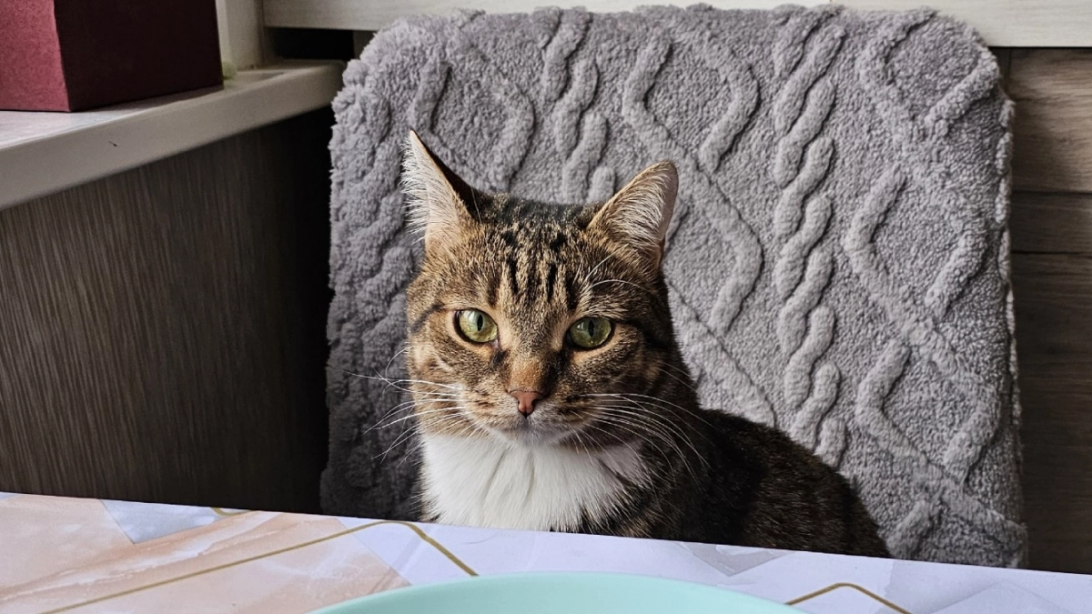 Почему кошка топчет вас лапками - факт, о котором должен знать каждый хозяин