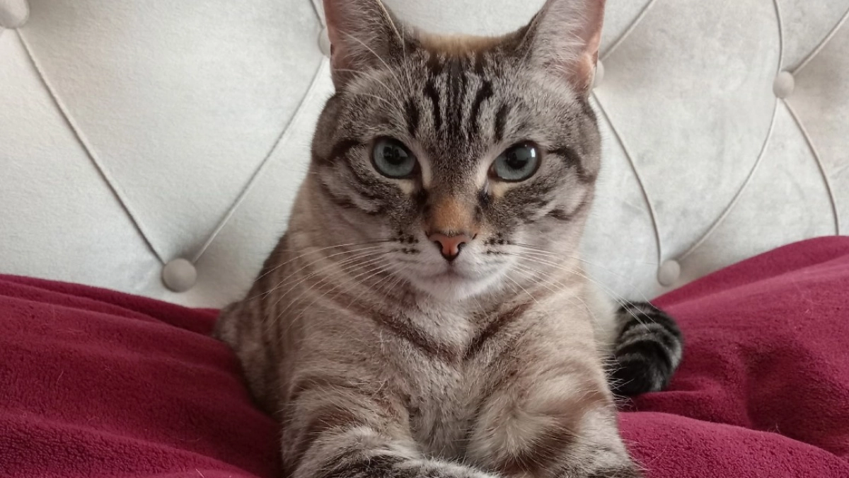 Ученые поставили точку: вот зачем кошки на самом деле следят за своими хозяевами 