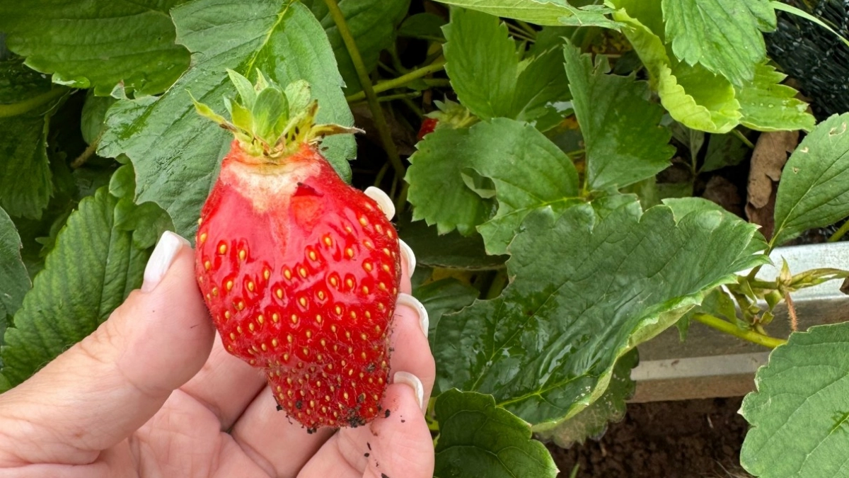 Засыпать химией клубнику больше не модно: ушлые дачники отпугивают вредителей новым средством - ни тли, ни гнили