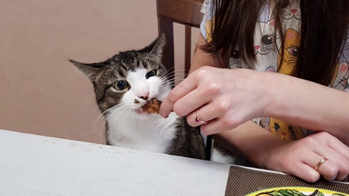 Убрала запах кошачьей мочи раз и навсегда: делов-то на 10 минут - и следа не осталось