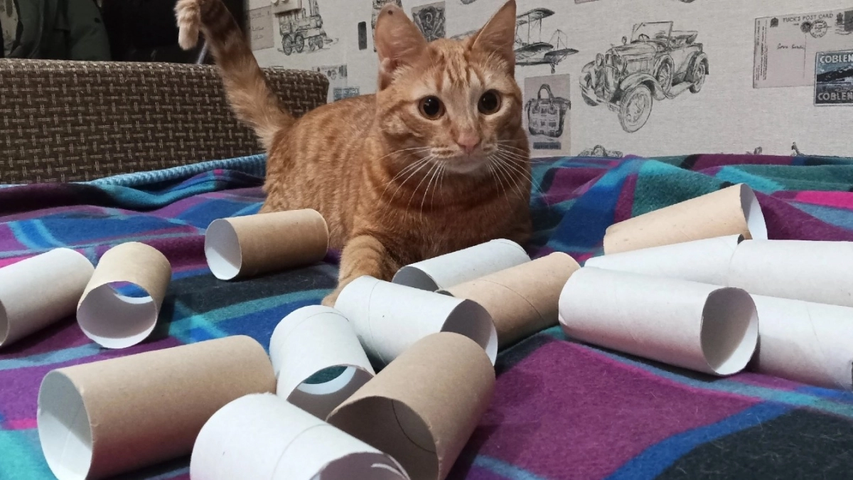 Втулки от туалетки берегу как зеницу ока: 7 идей, как их применить в быту - забыла о надоевших проблемах