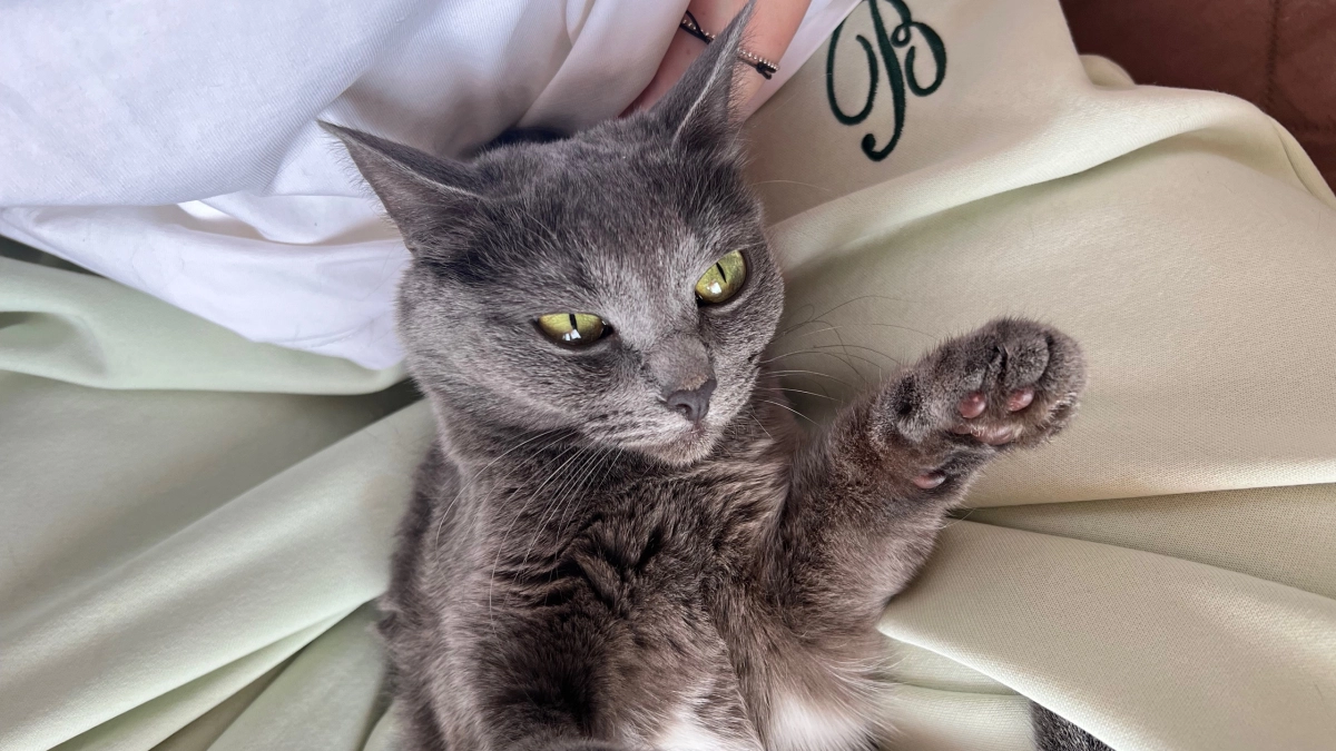 Так вот почему кошка сидит и смотрит в стену: забудьте про «призраков» и «энергию» — причина проще некуда