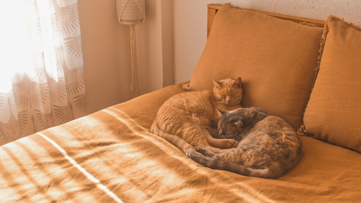 Забыла про лён и бязь: наволочки покупаю только из этой ткани — заменяют мне косметолога