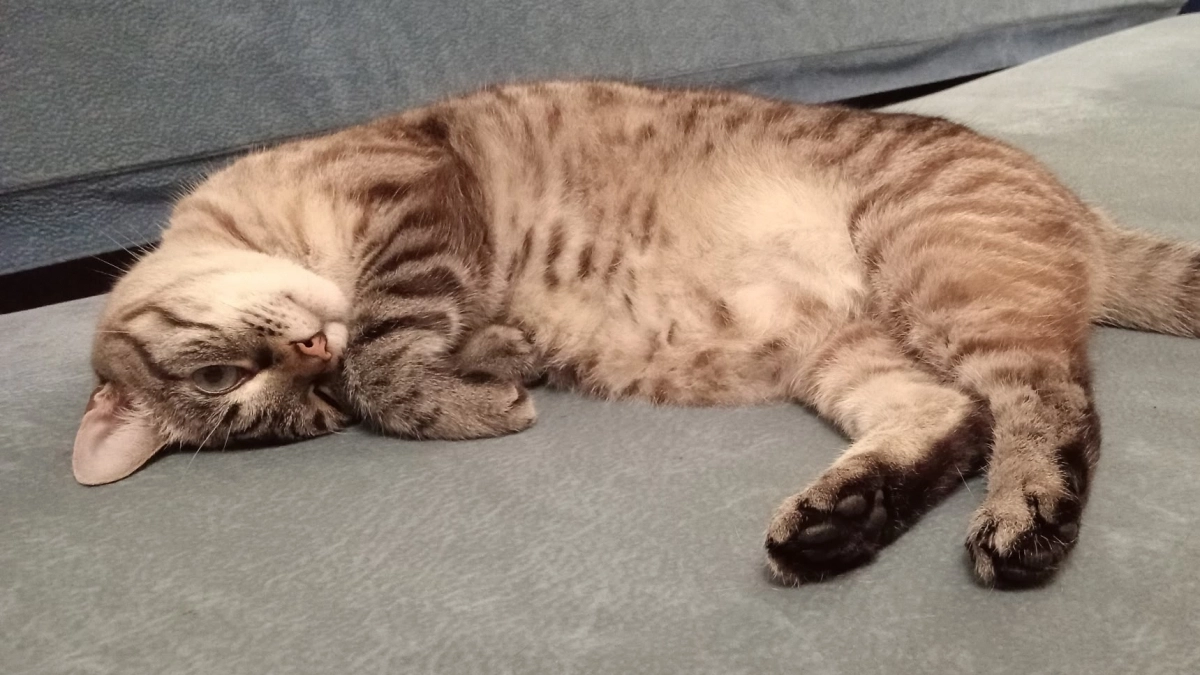 Как кошка «говорит», что ей больно: 5 важных сигналов, которые нельзя игнорировать