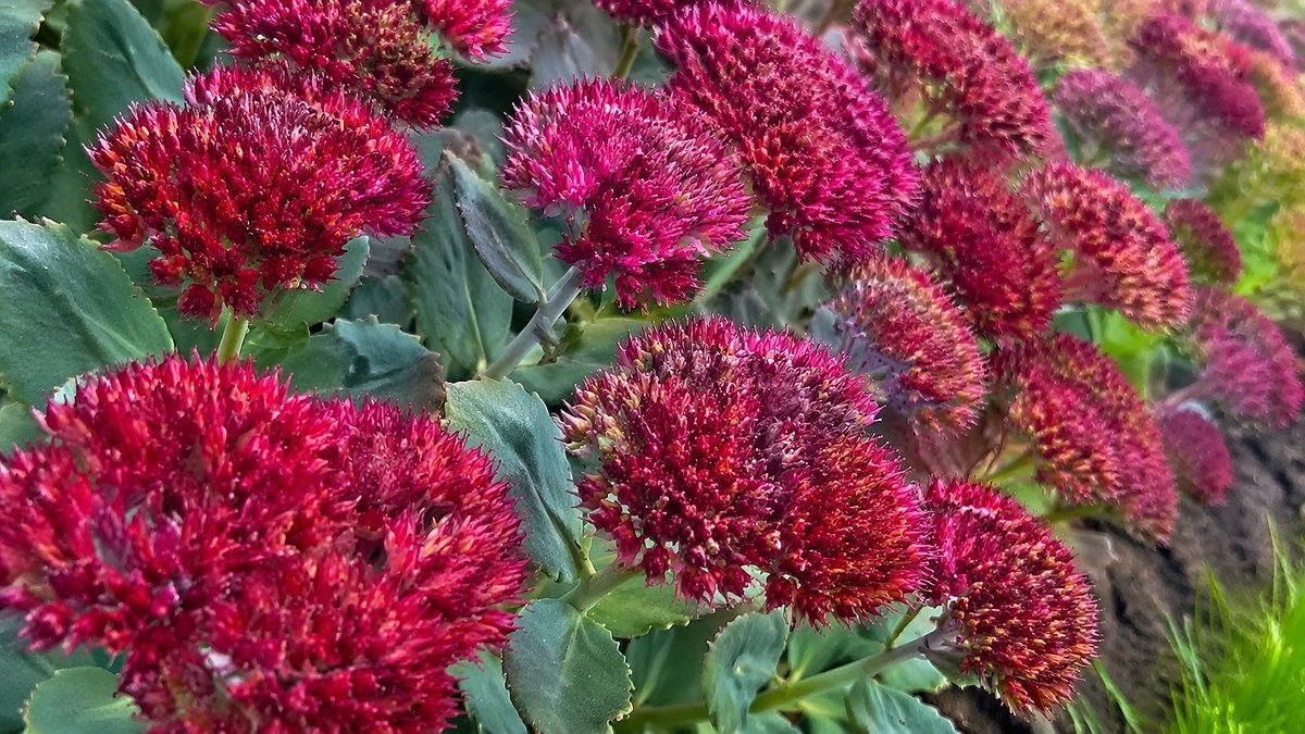 Посадили раз — любуетесь годами: неприхотливый и яркий многолетник, который сам делает красоту — идеален для ленивых сад