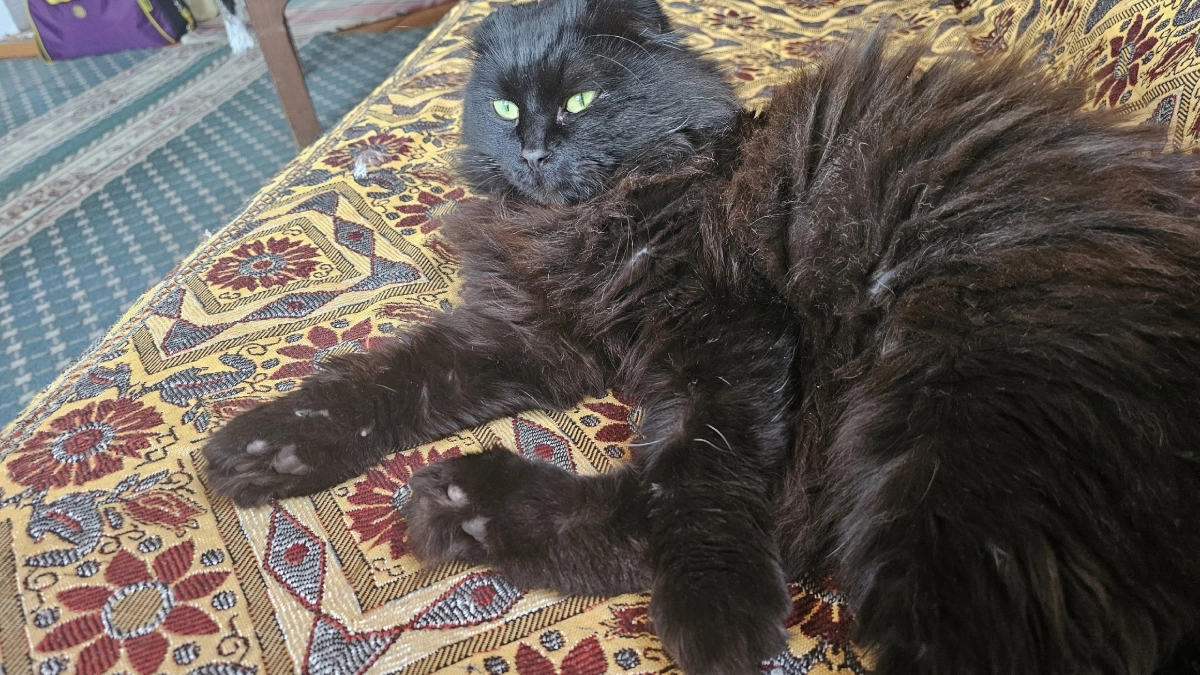 Больше не мучаюсь от запаха кошачьей мочи: простой способ избавиться от вони всего за 7 минут