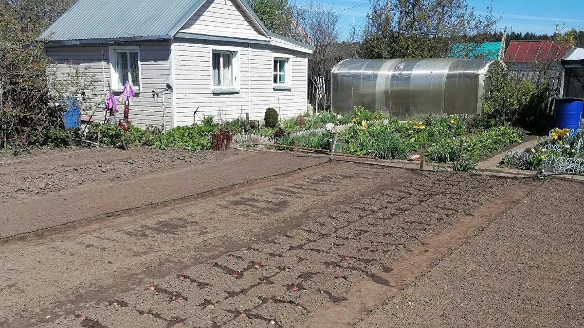 Солю банановую кожуру на даче и весь май проблем не знаю: лайфхак для ушлых огородников 