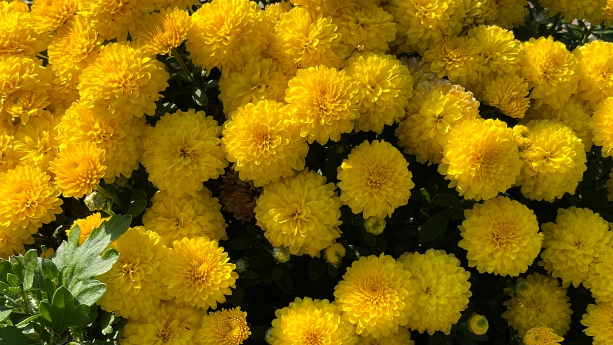 Успеть до конца апреля: сею эти однолетники каждый год — дача похожа на райский сад