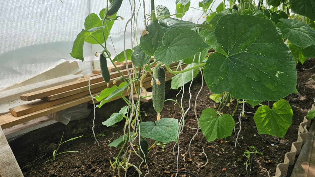 Берите два стакана и идите в огуречник: вот как высадить рассаду, не повредив корни — трюк от ушлых огородников 