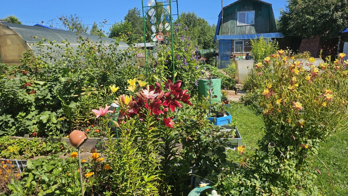 Посадила эти цветы — и участок больше не тонет в грязи: после ливней всю воду мигом выпивают 