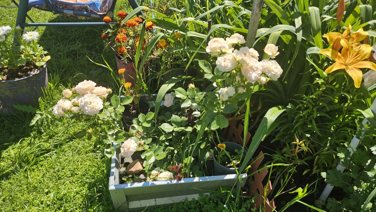 Успеть до конца апреля — и розы будут цвести все лето: подсказала знакомая цветочница