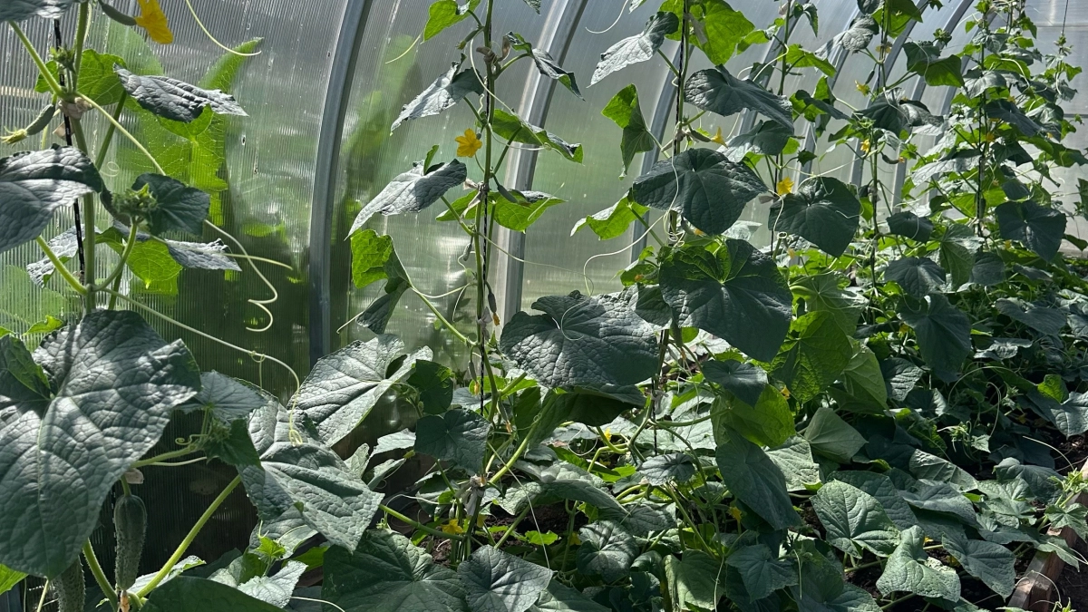 Как посадить огурцы в Пахомов день, чтобы урожай вывозить грузовиками: 7 народных примет, которые работают