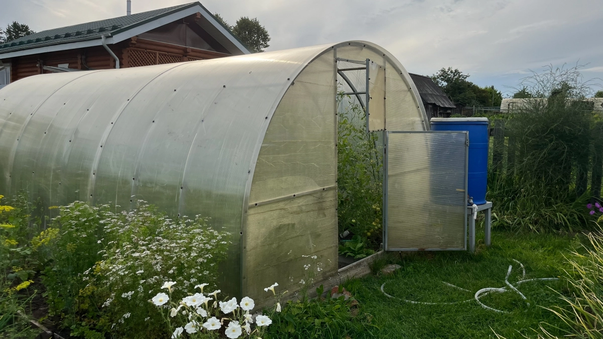 Бочка в теплице весной — не для полива: как 200 литров воды работают ночным обогревателем и повышают урожай на 30%