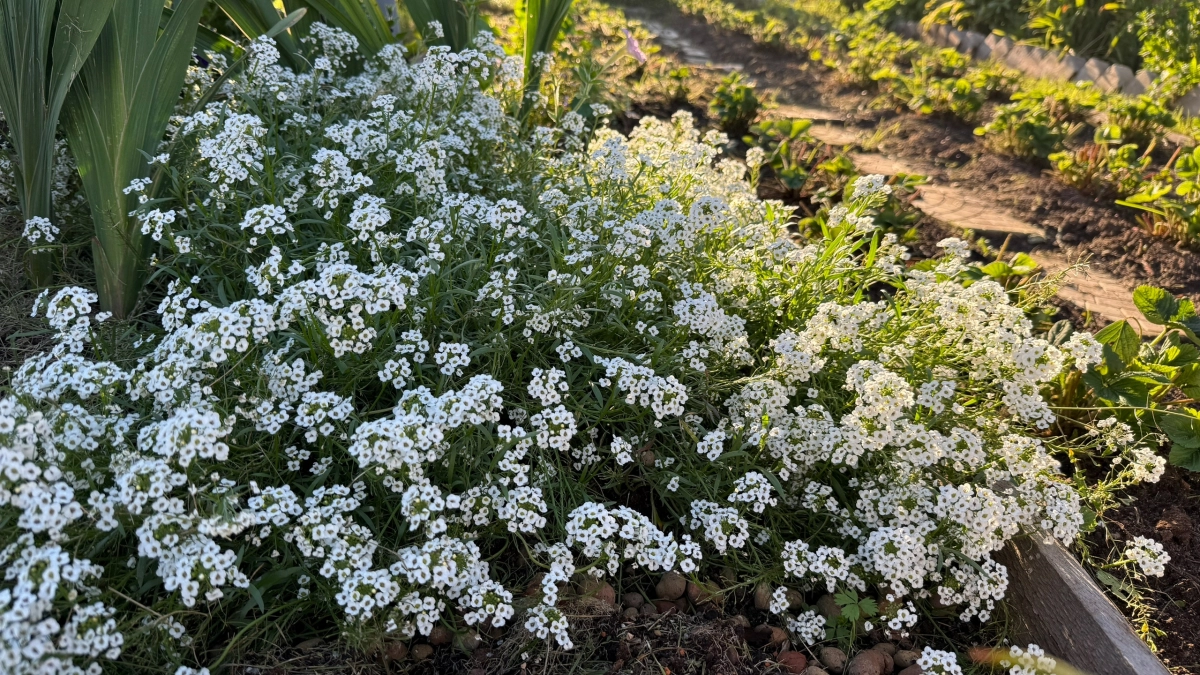 Посадила и горя не знаю: эти 5 цветов неприхотливы, но красивее роз 