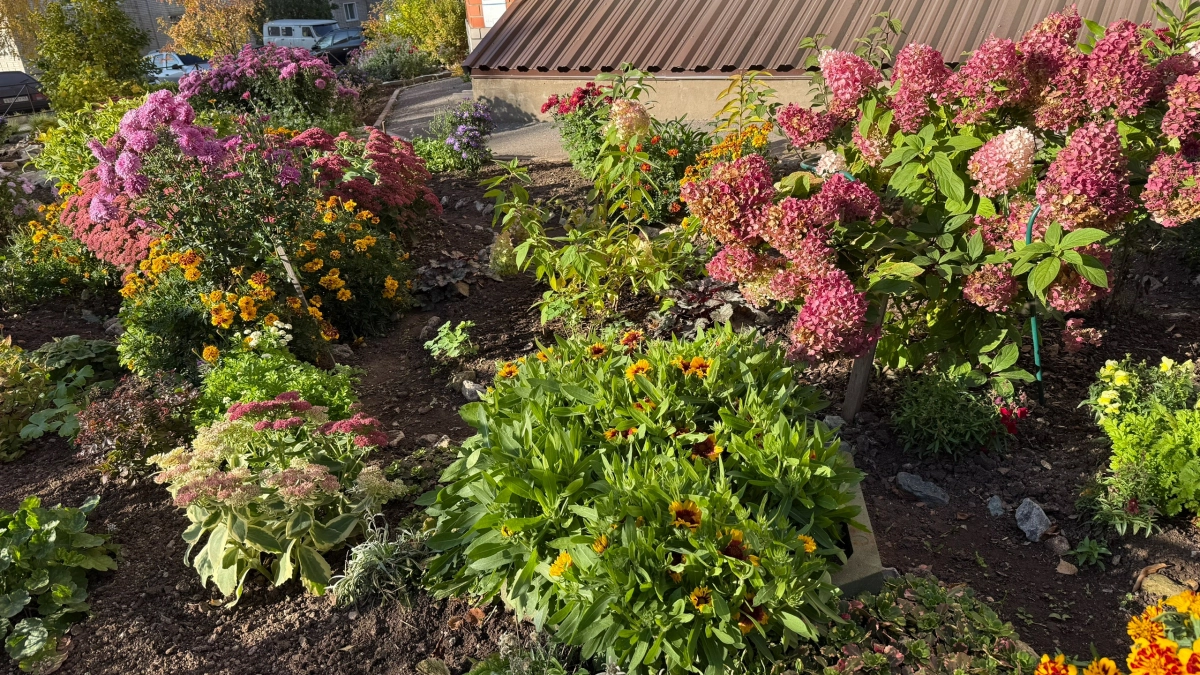 Тальк в огороде — на вес золота: вот как использовать детскую присыпку
