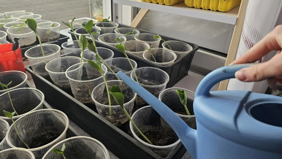 Кидаю 1 листочек в банку - и подкормка для чахлой рассады готова: стебли толстеют на глазах