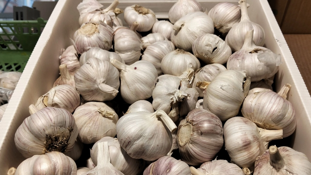 Огородники завязывают ботву чеснока в узлы - и получают головки с кулак: вот как правильно связать 