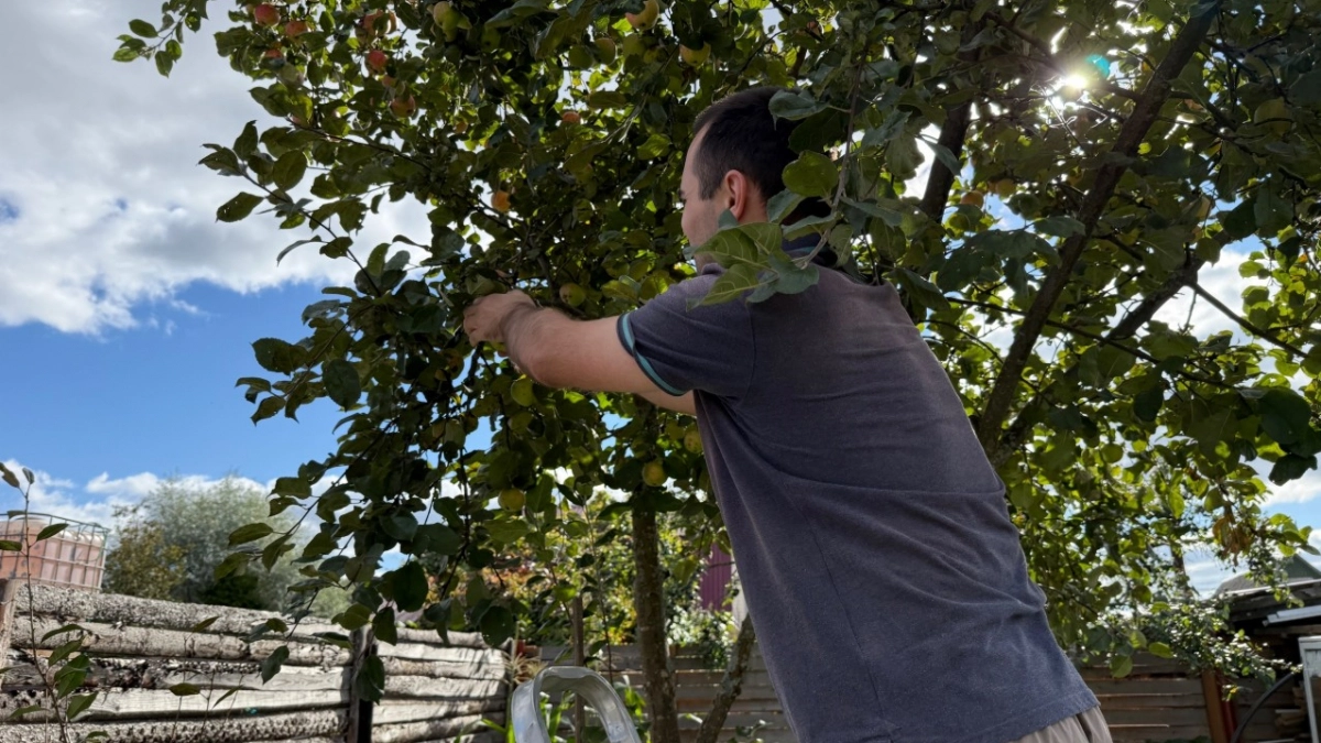 Дерево на даче вот-вот упадет: 5 тревожных сигналов, которые нельзя игнорировать