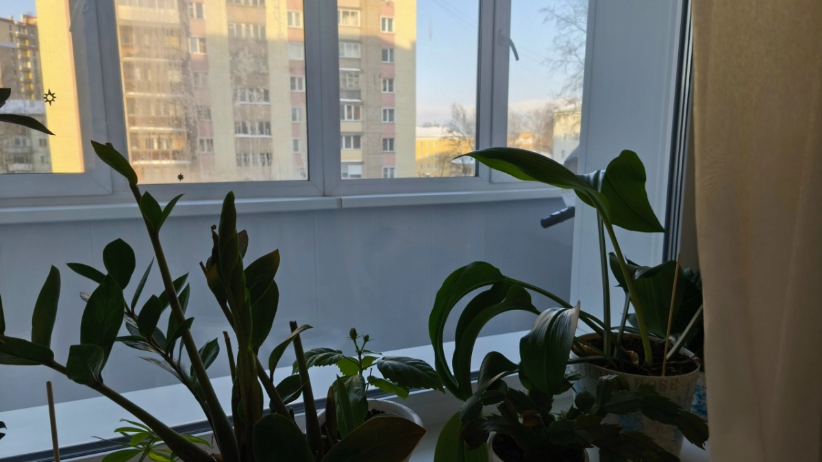  В Москве врачам пришлось спасать ребенка, пострадавшего от комнатного растения