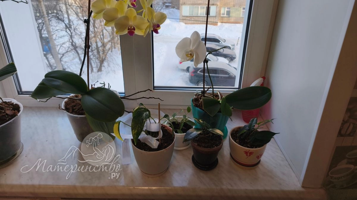 5 деревьев, которые можно вырастить в квартире — и куда их поставить