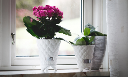 Знающие люди никогда не ставят эти растения в детские комнаты: проверьте, кто живет в вашем доме