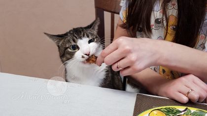 Кошка несет смертельное заболевание? Главный миф об опасной заразе для беременных